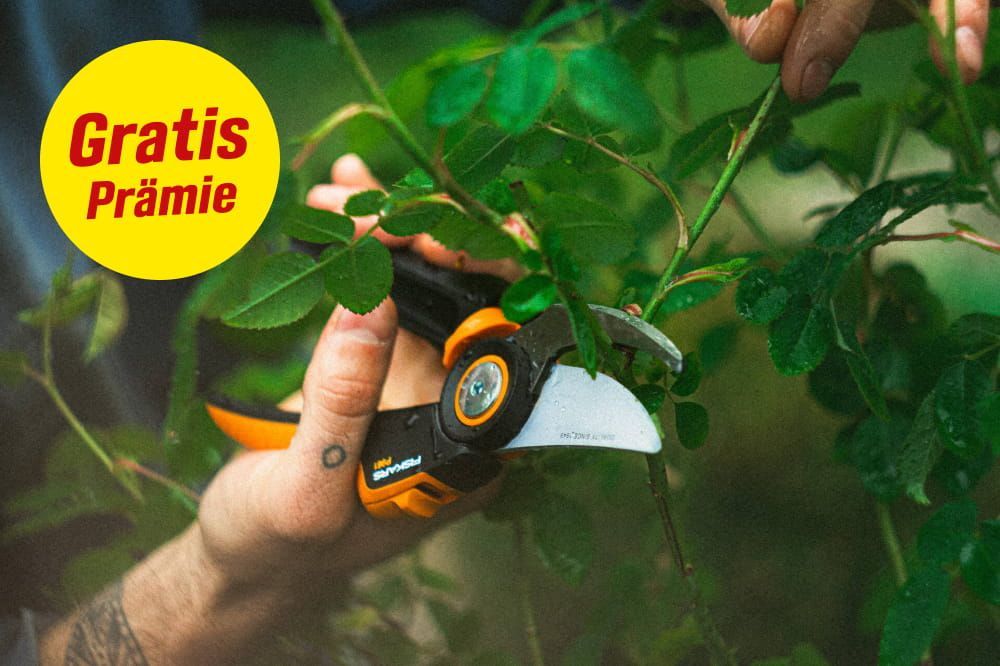 Gratis Prämie